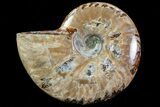 Lot: - Whole Polished Ammonites (Grade B/C) - Pieces #78031-3